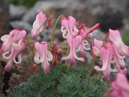 中部発 日帰り マイカーでは行けない!日本百名山 標高2,702mまでバスで行けちゃう!絶景 乗鞍スカイラインと乗鞍岳!3